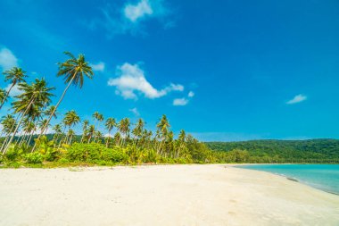 Güzel doğa tropikal plaj ve deniz ile Hindistan cevizi hurma ağacı o