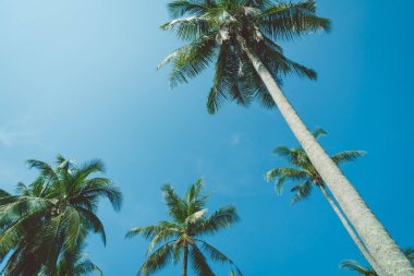 Hindistan cevizi palmiyesi