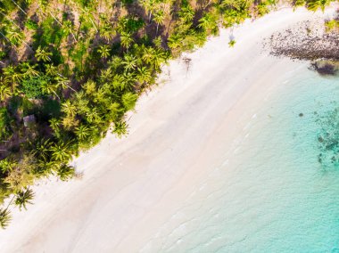 Plaj ve deniz ile Hindistan cevizi hurma ağacı güzel havadan görünümü