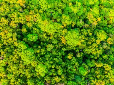 Ormandaki ağaçlar güzel havadan görünümü