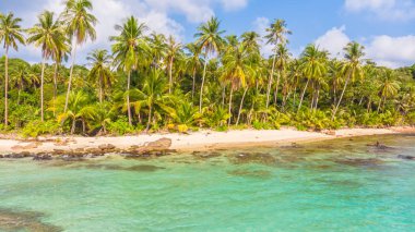 Güzel bir plaj ve deniz Hindistan cevizi hurma ağacı ile havadan görünümü