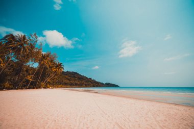 Güzel doğa tropikal plaj ve deniz ile Hindistan cevizi hurma ağacı o