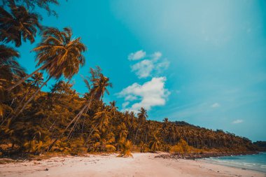 Güzel doğa tropikal plaj ve deniz ile Hindistan cevizi hurma ağacı o