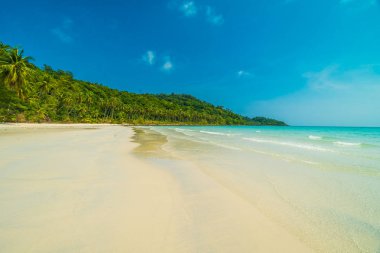 Güzel doğa tropikal plaj ve deniz ile Hindistan cevizi hurma ağacı o