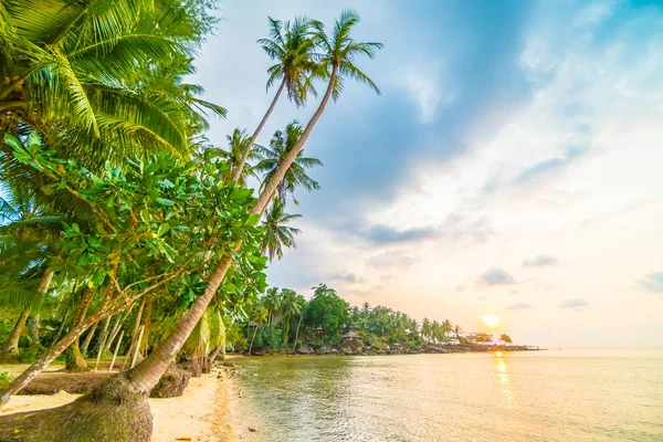 Остров Парадизе с пляжем и морем вокруг кокосовой пальмы — стоковое фото