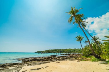 Güzel tropikal plaj ve deniz parad Hindistan cevizi hurma ağacı ile