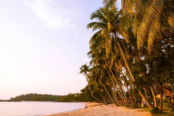 Vackra Tropiska Coconut Palm Tree Himlen Med Havet Och Stranden — Stockfoto