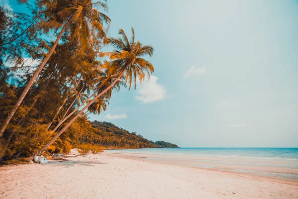 Beautiful Nature Tropical Beach Sea Coconut Palm Tree Paradise Island — Stock Photo, Image