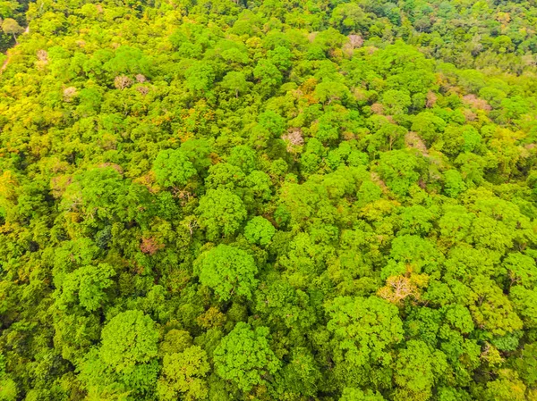 Yaz Tatil Için Ormanda Ağaçların Güzel Havadan Görünümü — Stok fotoğraf
