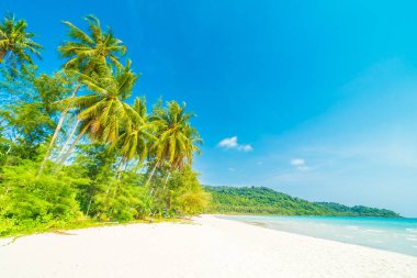 Güzel doğa tropikal plaj ve Hindistan cevizi hurma ağacı için cennet adasında tatil seyahat