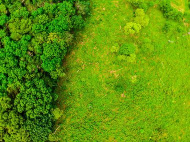 Yaz tatil için ormanda ağaçların güzel havadan görünümü