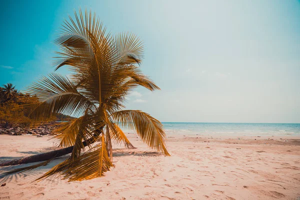 Bella Natura Spiaggia Tropicale Mare Con Palma Cocco Sull Isola — Foto Stock