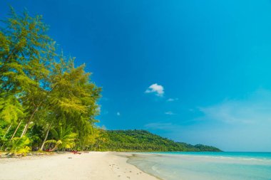 Güzel doğa tropikal plaj ve Hindistan cevizi hurma ağacı için cennet adasında tatil seyahat