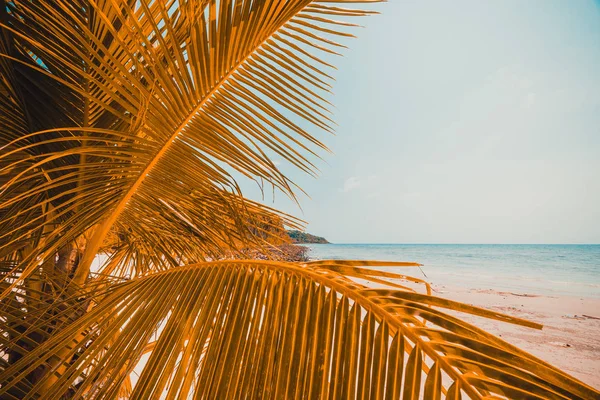 Gyönyörű Természet Tropical Beach Kókusz Pálma Paradicsom Sziget Tenger Utazás — Stock Fotó