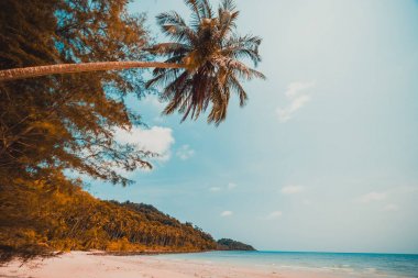 Güzel doğa tropikal plaj ve Hindistan cevizi hurma ağacı için cennet adasında tatil seyahat