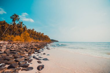 Güzel doğa tropikal plaj ve Hindistan cevizi hurma ağacı için cennet adasında tatil seyahat