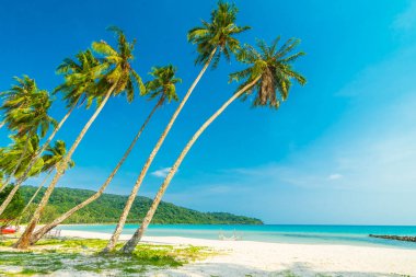 Güzel doğa tropikal plaj ve Hindistan cevizi hurma ağacı için cennet adasında tatil seyahat