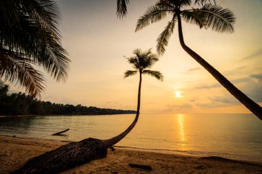 Plaj ve deniz çevresinde Hindistan cevizi hurma ile güzel cennet ada