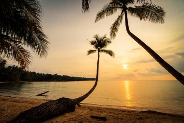 Plaj ve deniz çevresinde Hindistan cevizi hurma ile güzel cennet ada
