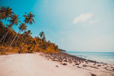 Güzel doğa tropikal plaj ve deniz ile Hindistan cevizi hurma ağacı o