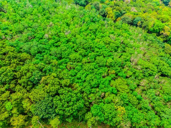 Bela vista aérea das árvores da natureza na floresta — Fotografia de Stock