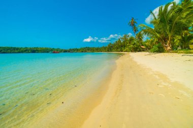 Güzel tropikal plaj ve deniz parad Hindistan cevizi hurma ağacı ile