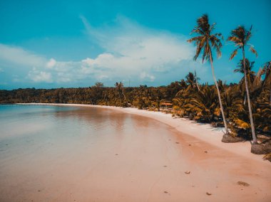 Güzel doğa tropikal plaj ve deniz ile Hindistan cevizi hurma ağacı o