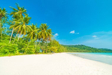 Güzel doğa tropikal plaj ve deniz ile Hindistan cevizi hurma ağacı o