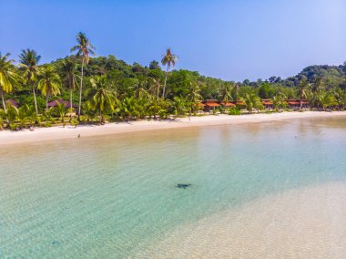 Güzel doğa tropikal plaj ve deniz ile Hindistan cevizi hurma ağacı o