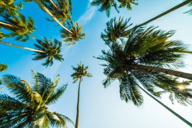 Mavi gökyüzü güzel Hindistan cevizi hurma ağacı