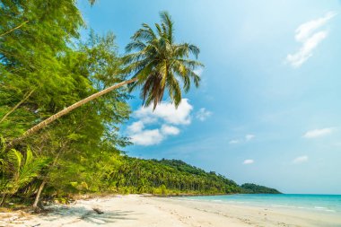 Güzel doğa tropikal plaj ve deniz ile Hindistan cevizi hurma ağacı o