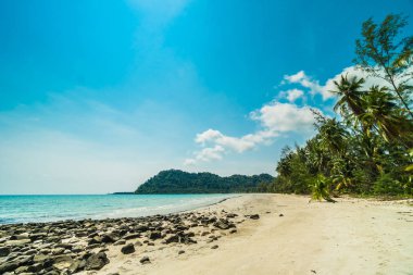 Güzel doğa tropikal plaj ve deniz ile Hindistan cevizi hurma ağacı o