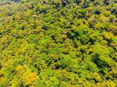 Ormandaki ağaçlar güzel havadan görünümü