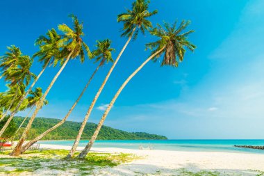 Güzel doğa tropikal plaj ve deniz ile Hindistan cevizi hurma ağacı o
