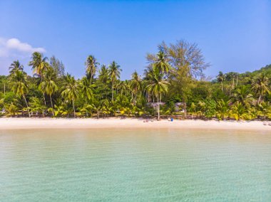 Güzel doğa tropikal plaj ve deniz ile Hindistan cevizi hurma ağacı o