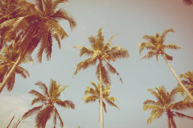 Hindistan cevizi palmiyesi