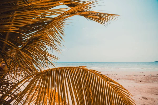 Bella natura spiaggia tropicale e mare con palma da cocco o — Foto Stock