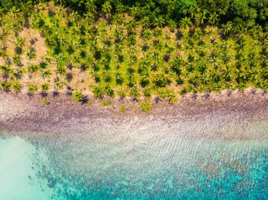 Plaj ve deniz ile Hindistan cevizi hurma ağacı güzel havadan görünümü
