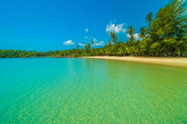 Güzel tropikal plaj ve deniz parad Hindistan cevizi hurma ağacı ile