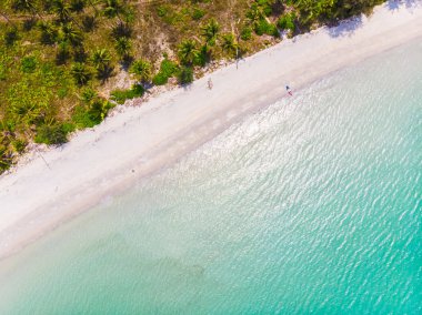 Plaj ve deniz ile Hindistan cevizi hurma ağacı güzel havadan görünümü