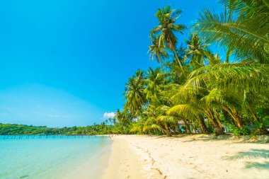 Güzel tropikal plaj ve deniz parad Hindistan cevizi hurma ağacı ile