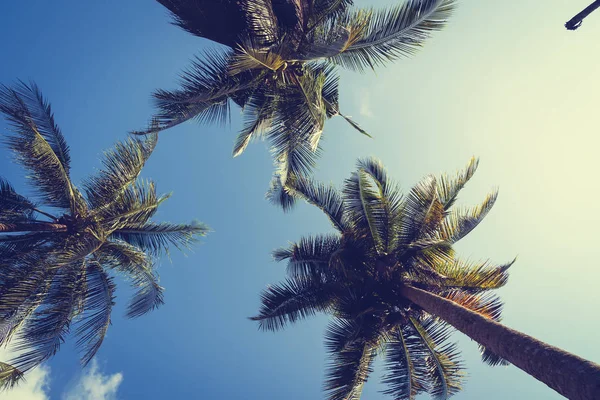 Kokosová palma na obloze — Stock fotografie