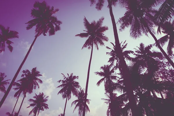 Palma kokosowa — Zdjęcie stockowe