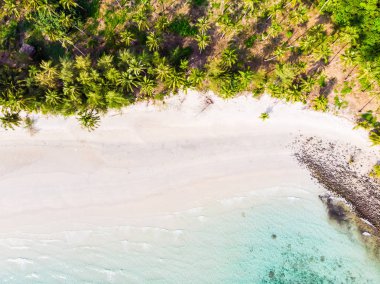 Plaj ve deniz ile Hindistan cevizi hurma ağacı güzel havadan görünümü