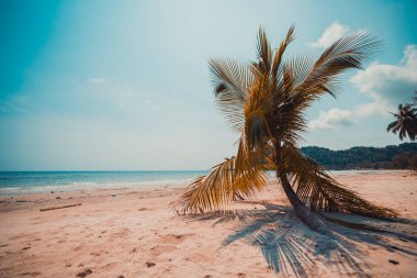 Güzel doğa tropikal plaj ve deniz ile Hindistan cevizi hurma ağacı o