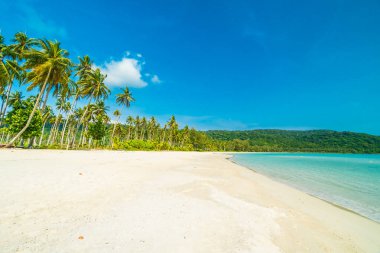 Güzel doğa tropikal plaj ve deniz ile Hindistan cevizi hurma ağacı o