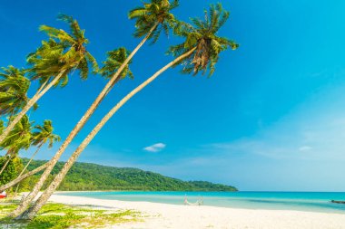 Güzel doğa tropikal plaj ve deniz ile Hindistan cevizi hurma ağacı o