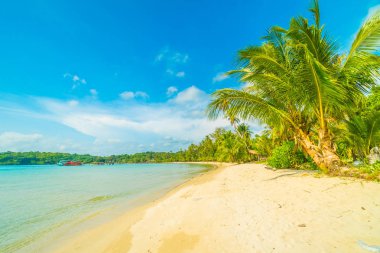 Güzel tropikal plaj ve deniz parad Hindistan cevizi hurma ağacı ile