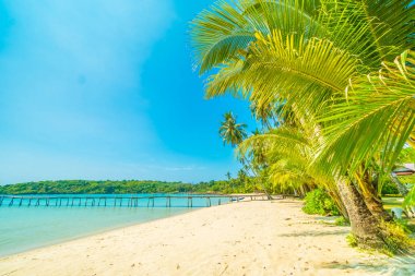 Güzel tropikal plaj ve deniz parad Hindistan cevizi hurma ağacı ile