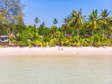 Güzel doğa tropikal plaj ve deniz ile Hindistan cevizi hurma ağacı o
